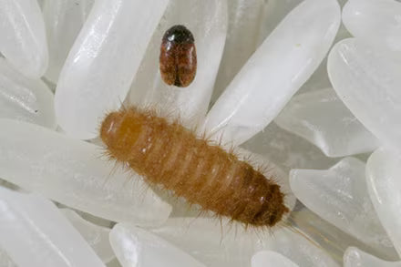 Disposable nappy beetle larvae